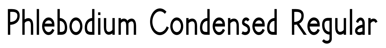 Phlebodium Condensed Regular